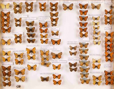 de nombreux papillons exposés dans une vitrine
