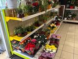 many different types of flowers on the shelves in the store