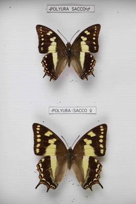 trois papillons sont exposés dans une vitrine, posés sur une surface blanche