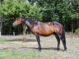 a brown horse standing in a field with trees in the background