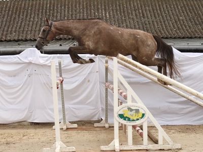a horse that is jumping over an obstacle