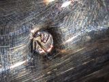 a close up of a silver plate with a heart on it