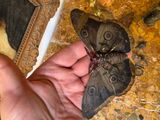 a moth that is sitting on someone ' s hand