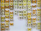 de nombreux types de papillons différents présentés dans une vitrine