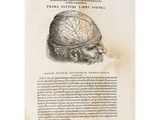 a drawing of a man ' s head with a brain on it
