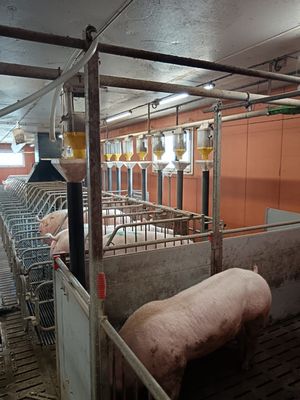 a pig that is in a cage in a barn