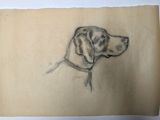 drawing of a dog ' s head on a piece of paper