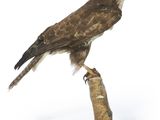 un oiseau perché sur un morceau de bois