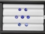 des saphirs bleus dans un écrin noir posé sur une surface blanche