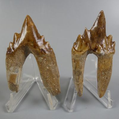 two fossil teeth are displayed on clear acrylic stands