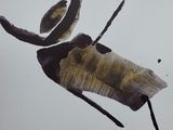 Photo 1/1 du lot