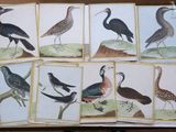 many different kinds of birds in this picture