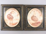 two framed pictures of an ostrich and an ostrich on a white background