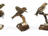 trois oiseaux sont perchés sur une branche, avec des étiquettes accrochées à eux