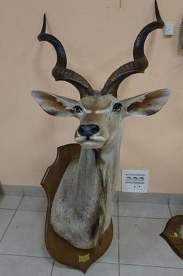 une tête de cerf empaillée, accrochée au mur d'une pièce