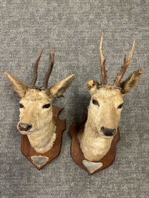deux têtes de cerfs accrochées au mur, avec une antilope, une antilope, une antilope, une antilope, une antilope, une antilope, une antilope, une antilope