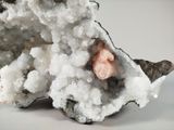 a close up of a piece of rock with a small piece of coral in it