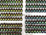 a lot of beetles that are on display in a display case