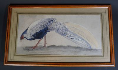 painting of a peacock in a frame hanging on a wall