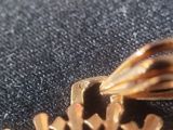 a close up picture of a bug on a piece of metal
