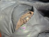 a bird that is sitting inside of a sleeping bag