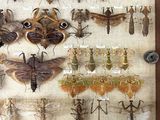many insects that are on display in a wooden frame