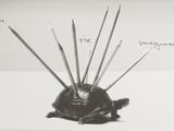 black and white photograph of a turtle with a bunch of sticks sticking out of it ' s shell