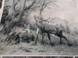a picture of a deer and a deer laying down in the grass