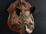 a boar head mounted on the wall of a room