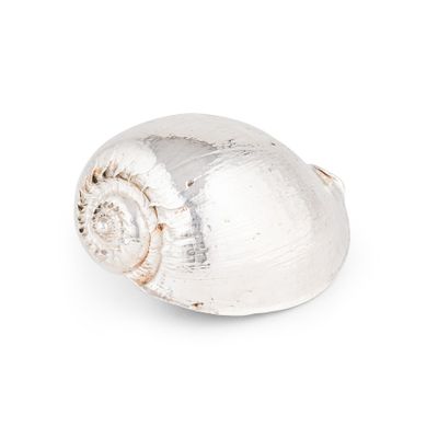 bague en forme de coquillage argenté sur fond blanc