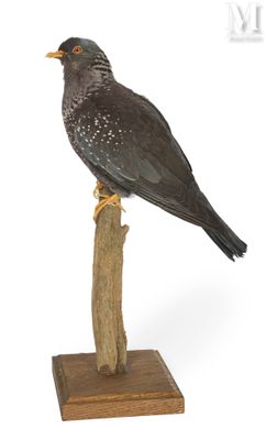 a bird that is sitting on top of a wooden stand