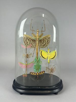 GLOBE comprenant divers PHASMES et SAUTERELLES dont : Cyphoc… - Photo 1