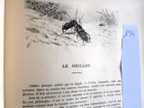 une photo d'un insecte qui se trouve sur la page d'un livre