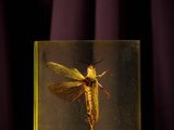 an insect in a glass box sitting on a purple cloth