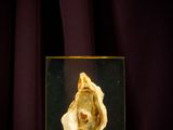 a picture of a shell in a glass box