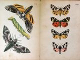 un livre ouvert sur lequel figurent des illustrations de papillons de nuit et de papillons