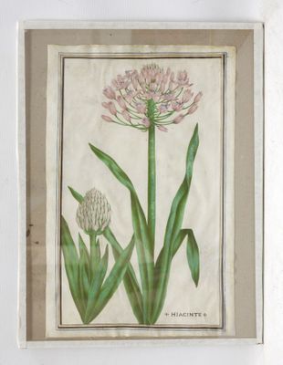 an old picture of a plant with pink flowers and green leaves