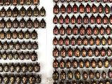 two rows of scarabs on display in a display case