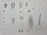 an old book with a bunch of drawings on it