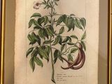 une image représentant une photo d'une plante dans un cadre doré