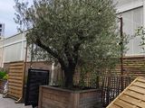 an olive tree in a wooden planter on the side of a building