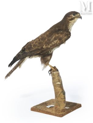 un oiseau perché sur un morceau de bois