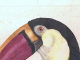 a drawing of a toucan bird with a yellow beak