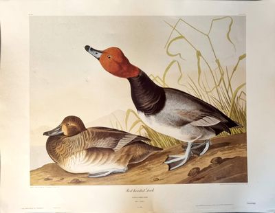 deux oiseaux qui sont posés ensemble par terre