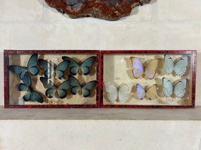 de nombreux papillons de toutes sortes dans une vitrine accrochée au mur