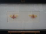 a picture of two pink and yellow butterflies in a frame