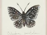 painting of a black and white butterfly with white dots on its wings