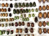 a lot of beetles that are on display in a display case