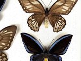 four different types of butterflies are displayed on a white surface