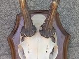 un crâne de cerf avec ses bois, monté sur une plaque en bois